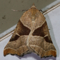 Plataea blanchardaria