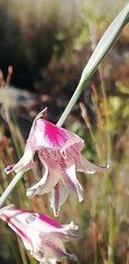 Gladiolus guthriei