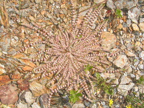 Illecebrum verticillatum, photograph 4