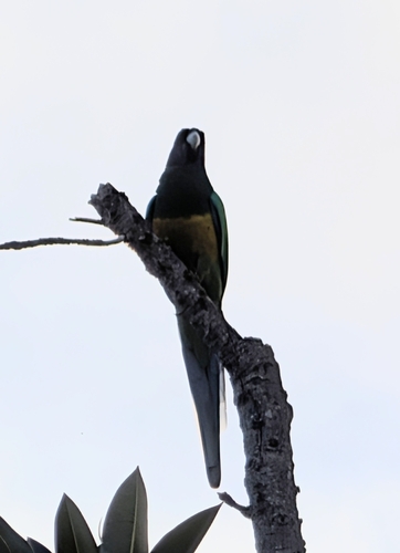 Australian Ringneck
