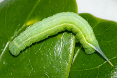 Macroglossum trochilus trochilus