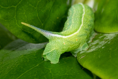 Macroglossum trochilus trochilus