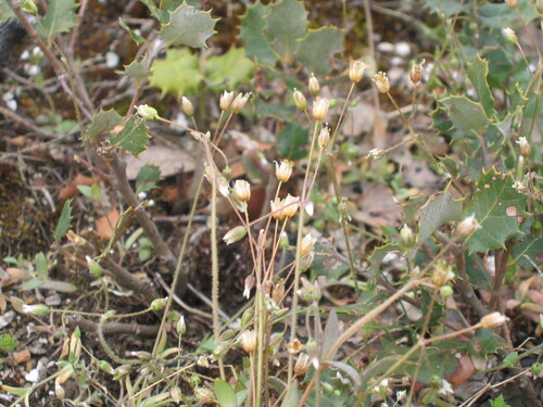 Holosteum umbellatum