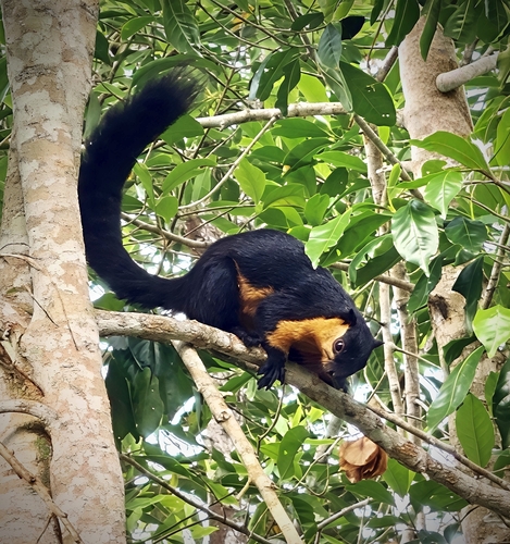 Black Giant Squirrel