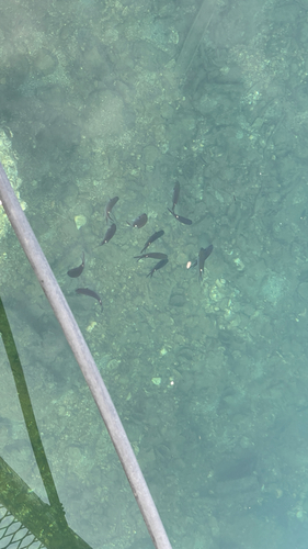 Chromis notata observed 2026-09-12
