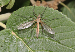 Tipula vernalis