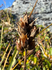 Bartsia alpina, photograph (c) Ingvild Riska, some rights reserved (CC BY)