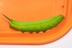 Macroglossum trochilus trochilus