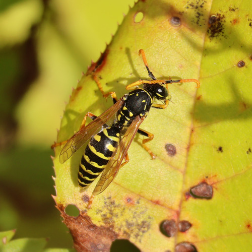European Paper Wasp