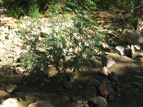 Indigofera cryptantha image