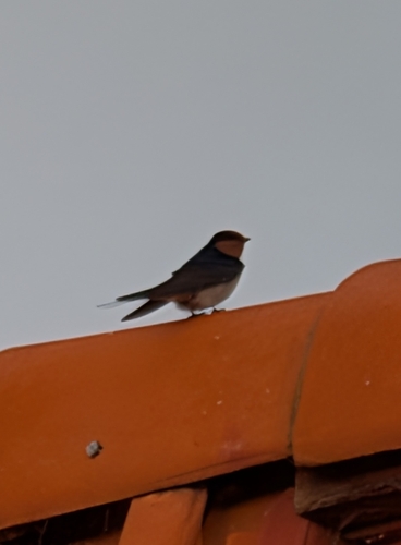 Welcome Swallow