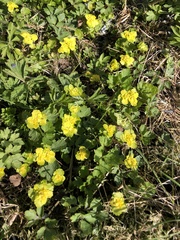 Chrysosplenium alternifolium