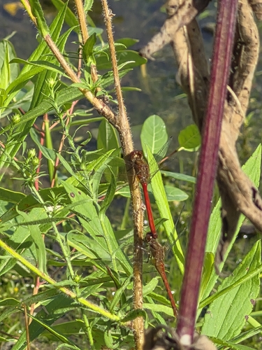 Autumn Meadowhawk