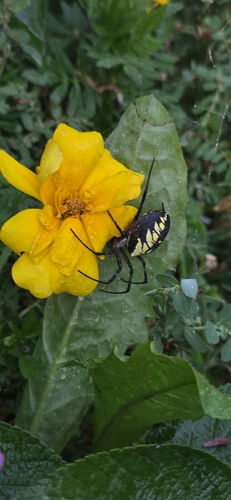 Yellow Garden Spider