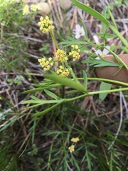 Lomatium ambiguum