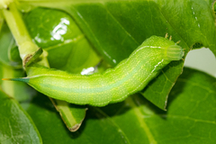 Macroglossum trochilus trochilus