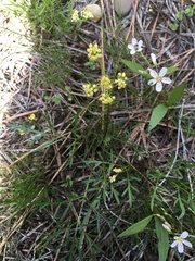 Lomatium ambiguum