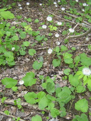 Tussilago farfara