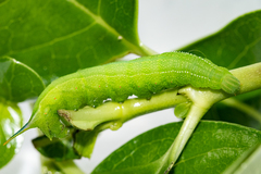 Macroglossum trochilus trochilus