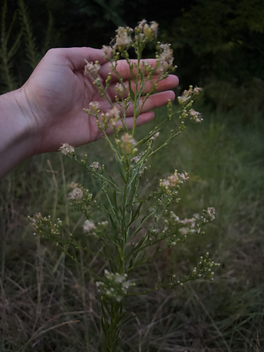 horseweed