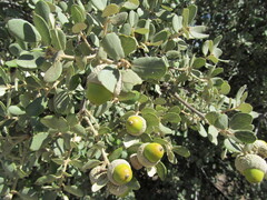 Quercus rotundifolia, photograph (c) zebedeugalinha, some rights reserved (CC BY)