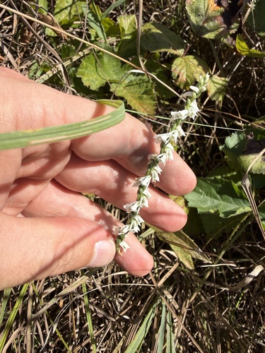 Slender Ladies' Tresses