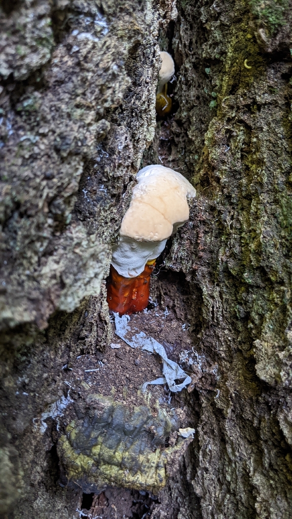 golden reishi · September 2026 · photo: Photo: (c) Maria Aghazarian, some rights reserved (CC BY) · iNaturalist