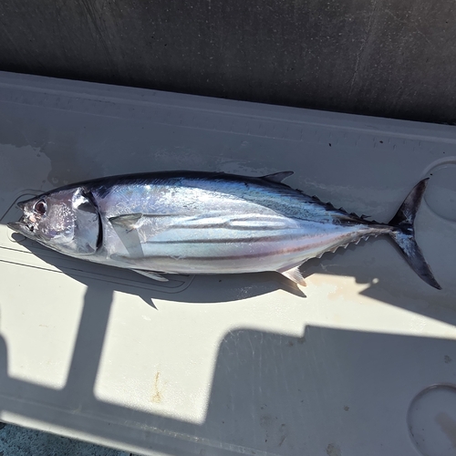 Katsuwonus pelamis observed 2026-09-11