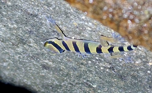 Cyrtodactylus pulchellus observed 2026-09-10