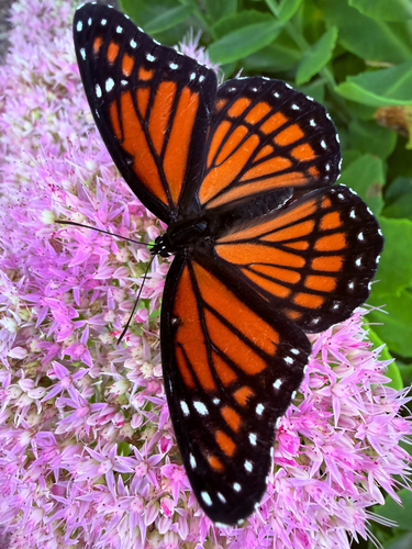 Viceroy