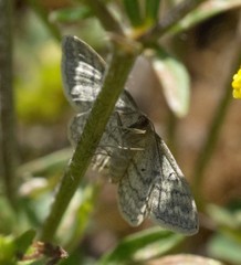 Idaea macilentaria