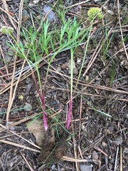 Lomatium ambiguum