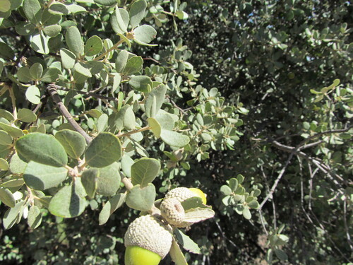 Quercus rotundifolia, photograph 5