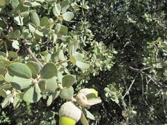 Quercus rotundifolia, photograph (c) zebedeugalinha, some rights reserved (CC BY)