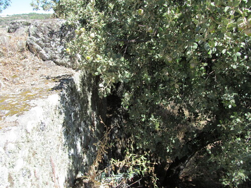 Quercus rotundifolia, photograph 4