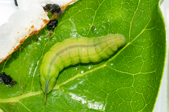 Macroglossum trochilus trochilus