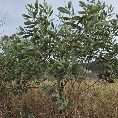 Acacia holosericea