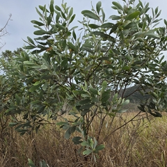 Acacia holosericea