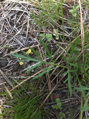 Lomatium ambiguum