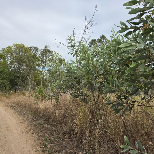 Acacia holosericea, photograph 1