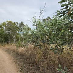 (c) Martin Rady, some rights reserved (CC BY) Acacia holosericea, photograph (c) Martin Rady, some rights reserved (CC BY)