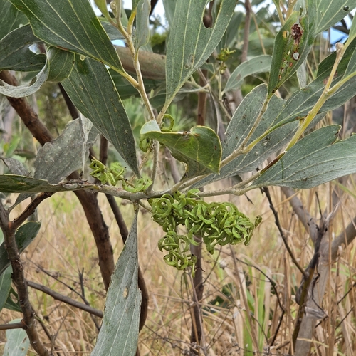 Acacia holosericea, photograph 2
