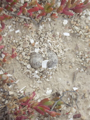 Charadrius pecuarius