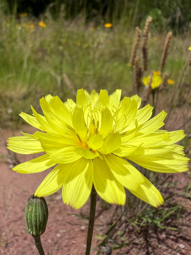 Pyrrhopappus pauciflorus observed 2026-09-11