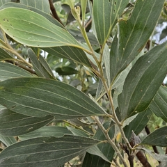 (c) Martin Rady, some rights reserved (CC BY) Acacia holosericea, photograph (c) Martin Rady, some rights reserved (CC BY)