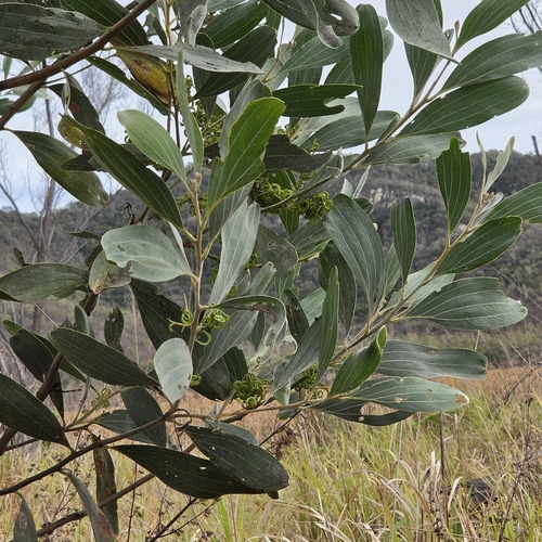 Acacia holosericea, photograph 4