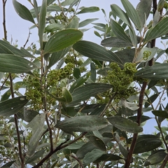 (c) Martin Rady, some rights reserved (CC BY) Acacia holosericea, photograph (c) Martin Rady, some rights reserved (CC BY)