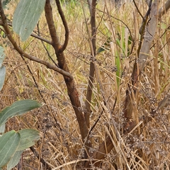 Acacia holosericea, photograph (c) Martin Rady, some rights reserved (CC BY)