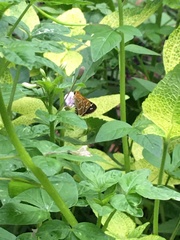 Taractrocera maevius