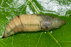 Macroglossum trochilus trochilus